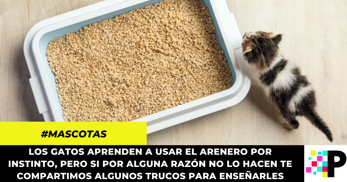 Ens Ale A Tu Gato A Usar El Arenero Con Estos Consejos Portavoz Digital