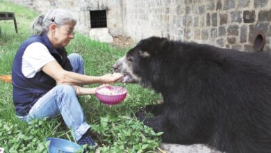 Zoológico Santacruz funcionaria alimentando al oso