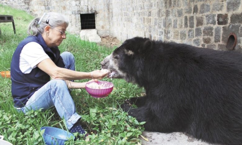 Zoológico Santacruz funcionaria alimentando al oso