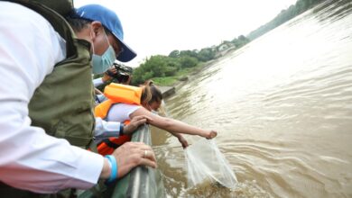 200 mil alevinos liberados en el Río Magdalena