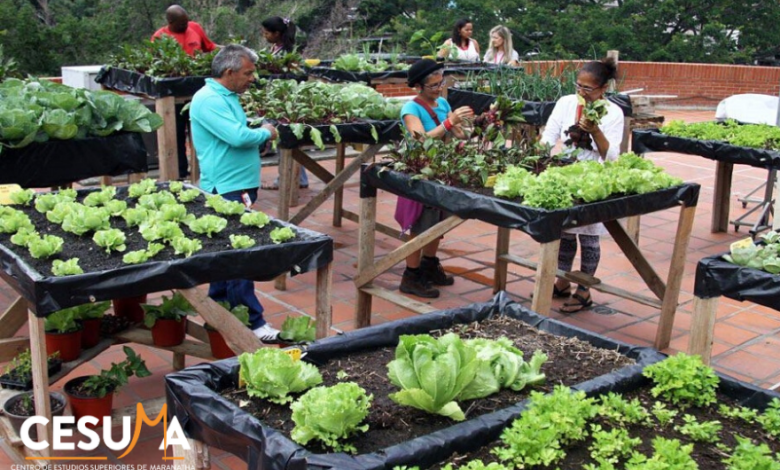 Imagen tomada de Cesuma - Agricultura Urbana