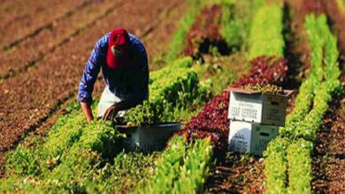 Imagen tomada de Mundo Agropecuario.