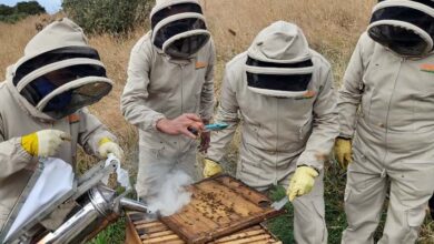 Conservación de abejas Cundinamarca