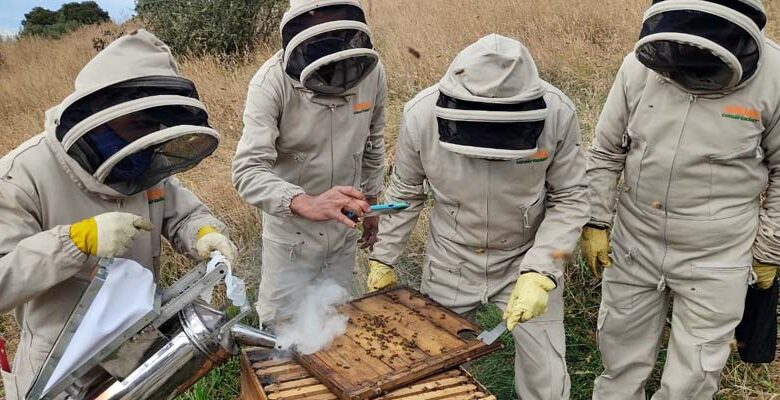 Conservación de abejas Cundinamarca