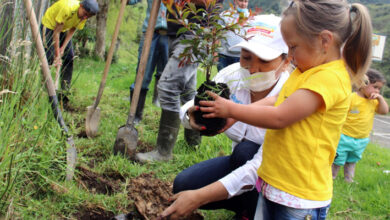 1.500 árboles para escuelas de Junín