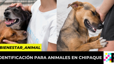 No al abandono animal