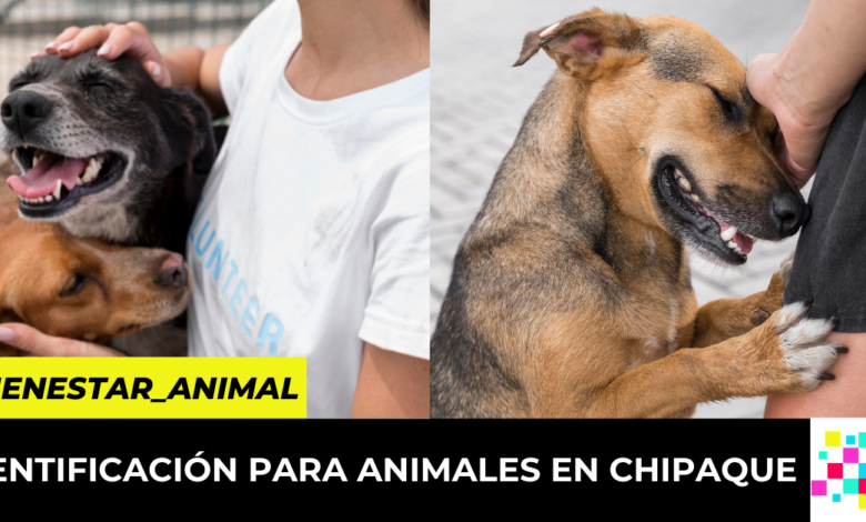 No al abandono animal