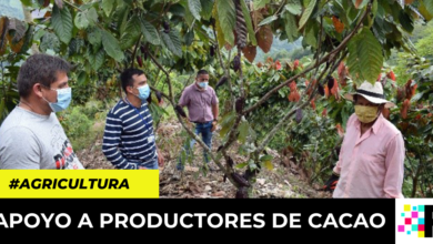 cadena productiva del cacao