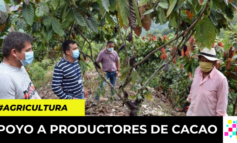 cadena productiva del cacao