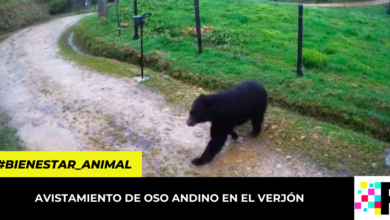 avistamiento de oso andino en la vereda El Verjón