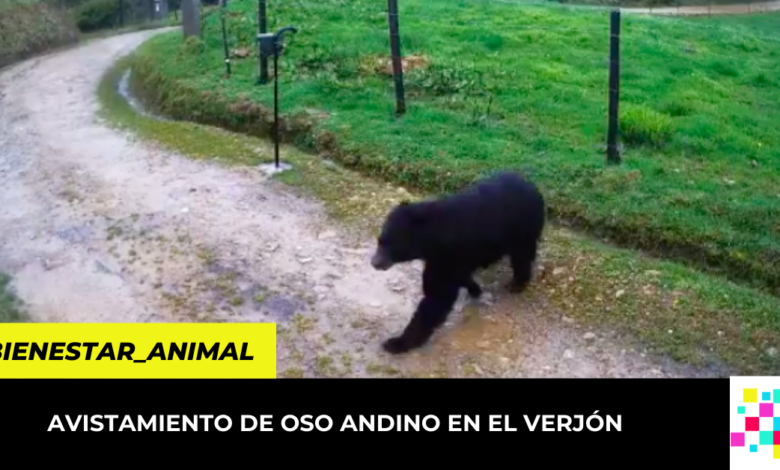 avistamiento de oso andino en la vereda El Verjón