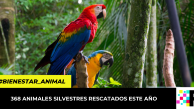 368 animales silvestres rescatados este año