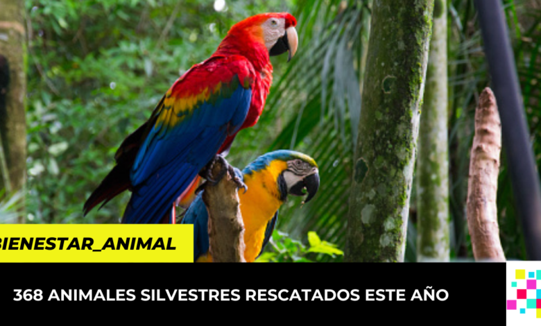 368 animales silvestres rescatados este año