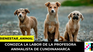 Conozca la labor de la profesora animalista de Cundinamarca
