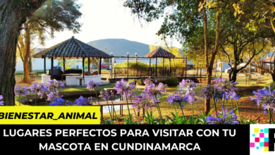 lugares perfectos para visitar con tu mascota en Cundinamarca