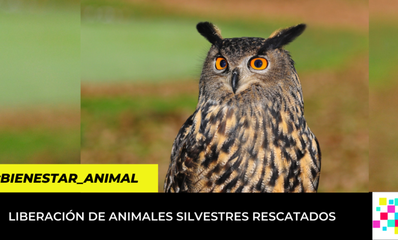 CAR liberó animales silvestres rescatados del tráfico y la tenencia ilegal