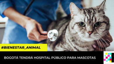 Así funcionará el futuro hospital público para mascotas en Bogotá