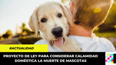 Aprobado en primer debate proyecto que busca que la muerte de mascotas sea calamidad doméstica