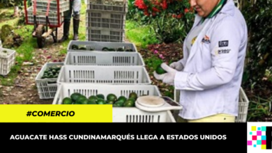 Cundinamarca impulsa el comercio de aguacate hass en EEUU