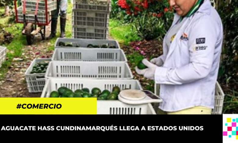 Cundinamarca impulsa el comercio de aguacate hass en EEUU