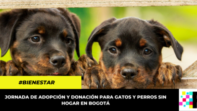 Este fin de semana, gran donatón para gatos y perros sin hogar en Bogotá