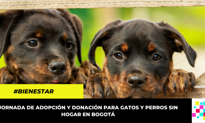 Este fin de semana, gran donatón para gatos y perros sin hogar en Bogotá