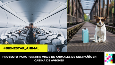 Presentan proyecto de ley que busca permitir que los animales de compañía viajen en cabina