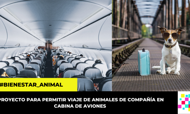 Presentan proyecto de ley que busca permitir que los animales de compañía viajen en cabina