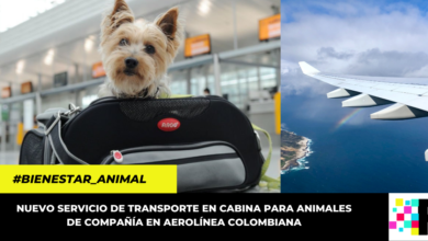 Esta es la primera aerolínea colombiana que prestará servicio de transporte para mascotas en cabina.