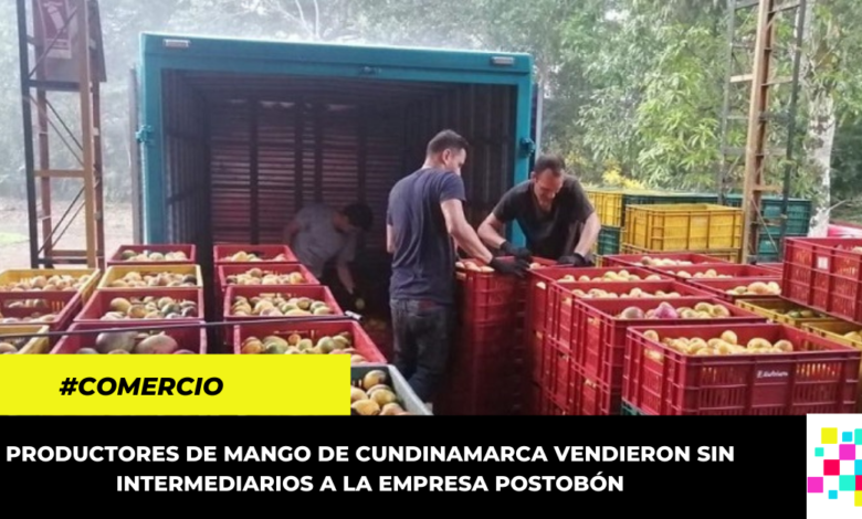 Productores cundinamarqueses del Tequendama vendieron 32 toneladas de mango a Postobón