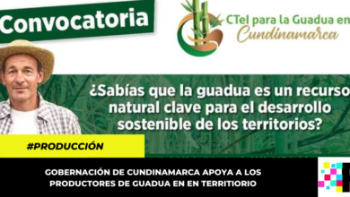 Gobernación abrió convocatoria para apoyar a los productores de guadua en Cundinamarca