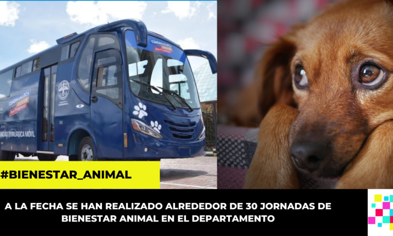 Cundinamarca trabaja por el bienestar animal con su primera Unidad Quirúrgica Móvil para Mascotas