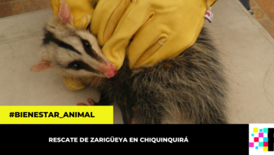 CAR libera zarigüeya encontrada con sus crías en un parque de Chiquinquirá