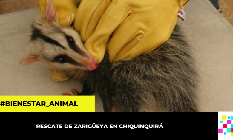 CAR libera zarigüeya encontrada con sus crías en un parque de Chiquinquirá