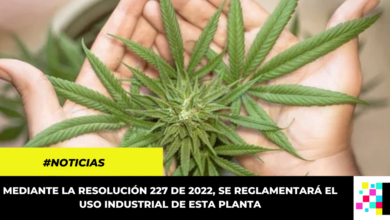 Reglamentado en Colombia el uso industrial del Cannabis