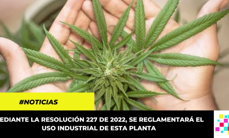 Reglamentado en Colombia el uso industrial del Cannabis