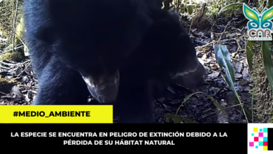 Video: CAR registró con cámara trampa apareamiento de osos en Guatavita