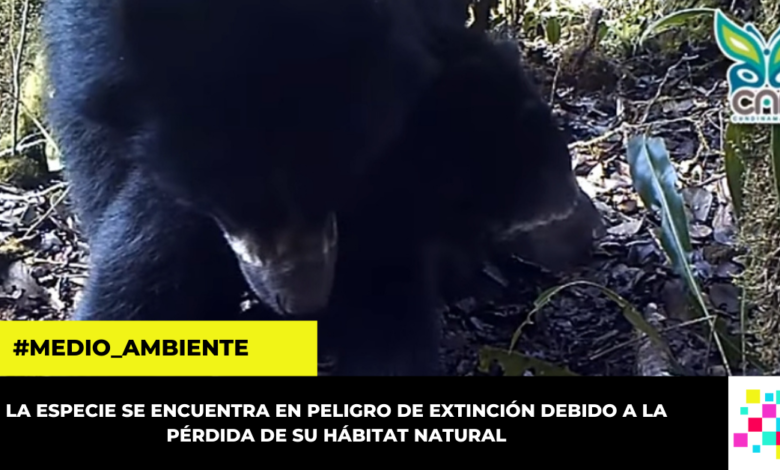 Video: CAR registró con cámara trampa apareamiento de osos en Guatavita