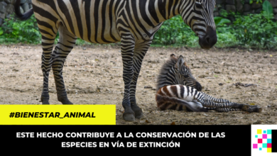 nuevas crías de especies en vía de extinción que nacieron en el Zoológico de Cali