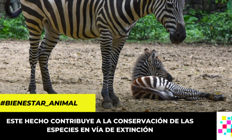 nuevas crías de especies en vía de extinción que nacieron en el Zoológico de Cali