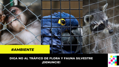 Diga NO al tráfico de flora y fauna silvestre ¡Denuncie!