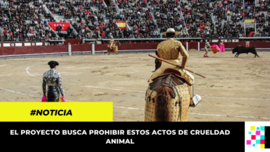 Aprobado en segundo debate proyecto que busca prohibir las corridas de toros en el país