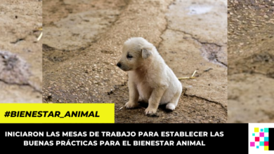 Bogotá y Cundinamarca se unen en pro del bienestar animal