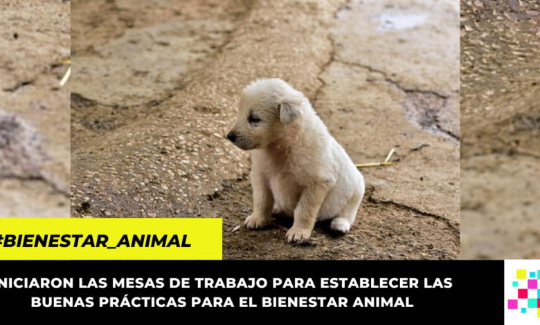 Bogotá y Cundinamarca se unen en pro del bienestar animal