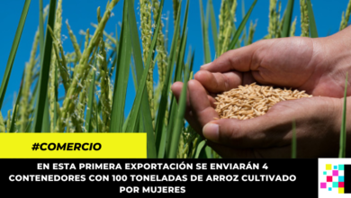 Arroz Colombiano cultivado por mujeres se exportará a EE.UU por primera vez