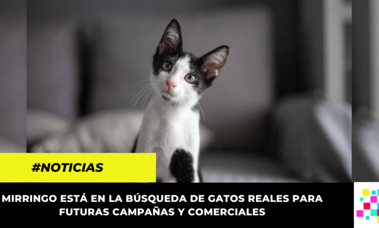 Mirringo realizará el primer CATsting para gatos reales en Colombia