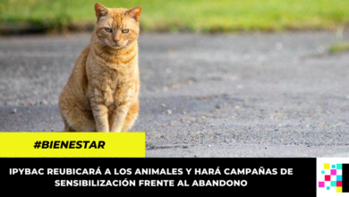 Crearán resguardos en peajes de Cundinamarca para atender animales abandonados