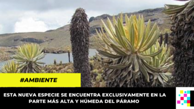 Descubren una nueva especie de frailejón en Colombia