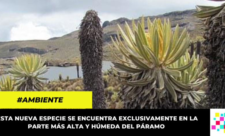 Descubren una nueva especie de frailejón en Colombia