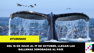 ¿Quieres hacer avistamiento de Ballenas? Comenzó la temporada en el Pacífico colombiano